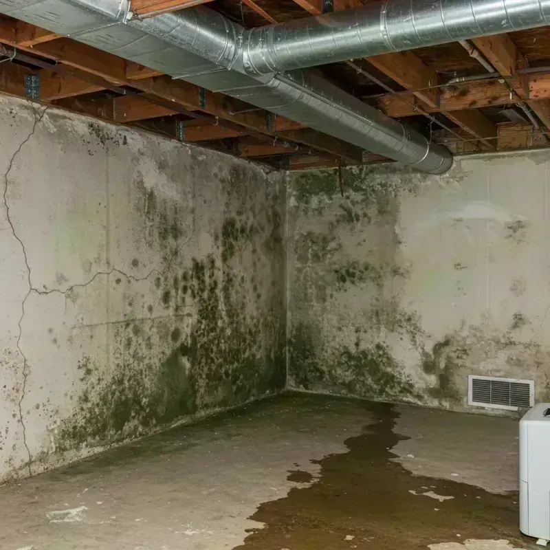 Professional Mold Removal in Boone County, KY